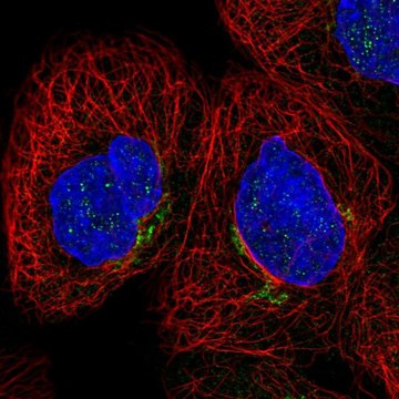 Anti-CYBRD1 antibody produced in rabbit Prestige Antibodies&#174; Powered by Atlas Antibodies, affinity isolated antibody