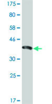 Monoclonal Anti-ENAM antibody produced in mouse clone 2C12, purified immunoglobulin, buffered aqueous solution
