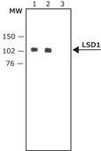 Anti-LSD1 (AOF2) (C-terminal) antibody produced in rabbit ~1&#160;mg/mL, affinity isolated antibody, buffered aqueous solution