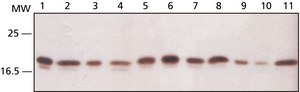 Anti-Ribosomal Protein L26 (N-terminal) antibody produced in rabbit ~1&#160;mg/mL, affinity isolated antibody, buffered aqueous solution