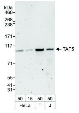 Rabbit anti-TAF5 Antibody, Affinity Purified Powered by Bethyl Laboratories, Inc.