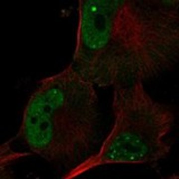 Anti-POLR3G antibody produced in rabbit Prestige Antibodies&#174; Powered by Atlas Antibodies, affinity isolated antibody, buffered aqueous glycerol solution