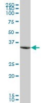 Anti-PTPLAD1 antibody produced in mouse purified immunoglobulin, buffered aqueous solution