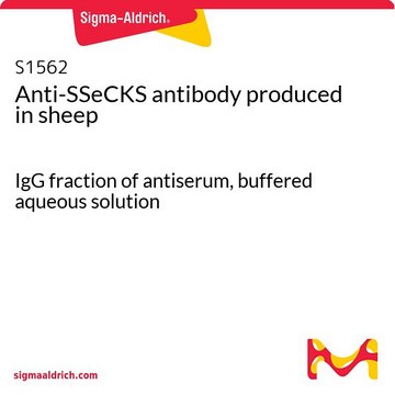 Anti-SSeCKS antibody produced in sheep IgG fraction of antiserum, buffered aqueous solution