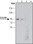 Anti-Cullin-4B antibody produced in rabbit ~1.0&#160;mg/mL, affinity isolated antibody, buffered aqueous solution