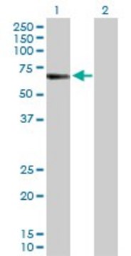 Anti-CREB5 antibody produced in rabbit purified immunoglobulin, buffered aqueous solution