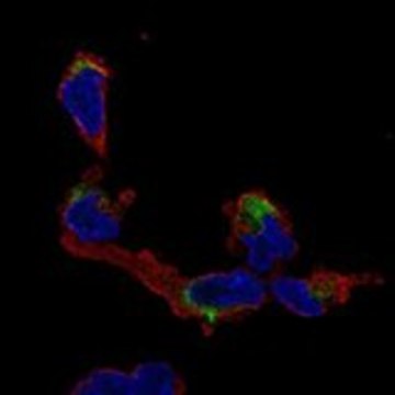 Anti-NMNAT2 antibody produced in rabbit Prestige Antibodies&#174; Powered by Atlas Antibodies, affinity isolated antibody, buffered aqueous glycerol solution