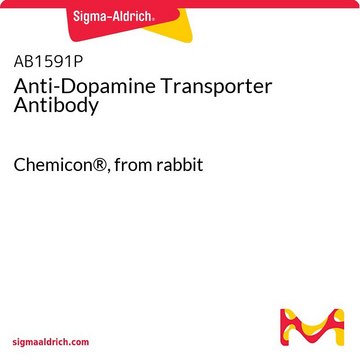 Anti-Dopamine Transporter Antibody Chemicon&#174;, from rabbit