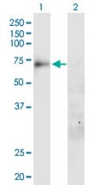 Anti-SLC20A1 antibody produced in mouse purified immunoglobulin, buffered aqueous solution