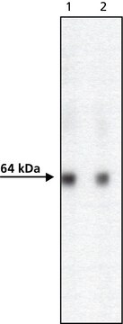Anti-AcV5 antibody, Mouse monoclonal clone ACV5, purified from hybridoma cell culture