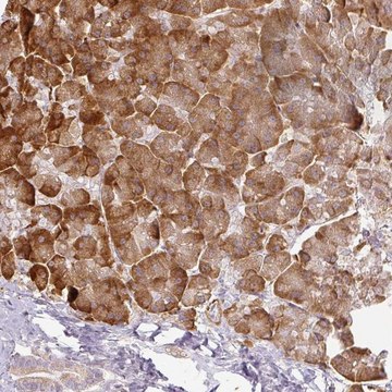 Anti-CCDC144A antibody produced in rabbit Prestige Antibodies&#174; Powered by Atlas Antibodies, affinity isolated antibody, buffered aqueous glycerol solution, Ab1