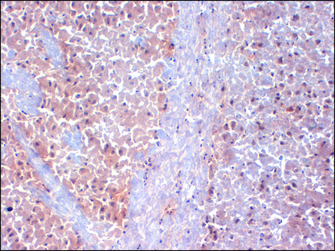 Monoclonal Anti-KCNAB1 antibody produced in mouse clone S40-17, 1&#160;mg/mL, purified immunoglobulin