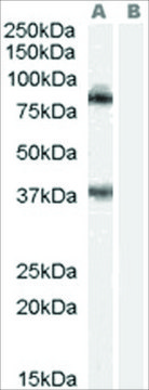 Anti-BERP/RNF22 antibody produced in goat affinity isolated antibody, buffered aqueous solution