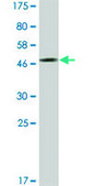 Monoclonal Anti-PDCL3 antibody produced in mouse clone 1F10, ascites fluid
