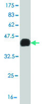 Monoclonal Anti-LHX4 antibody produced in mouse clone 4A11, purified immunoglobulin, buffered aqueous solution