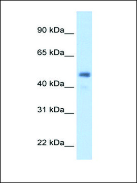 Anti-FGG antibody produced in rabbit IgG fraction of antiserum