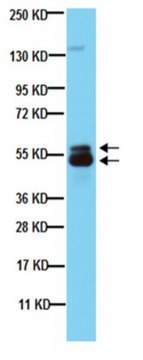 Anti-Microphthalmia (Mi) Antibody, clone C5 clone C5, from mouse