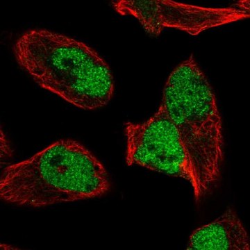 Anti-HNRNPUL2 antibody produced in rabbit Prestige Antibodies&#174; Powered by Atlas Antibodies, affinity isolated antibody