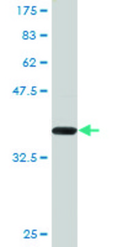 Monoclonal Anti-ZFHX4 antibody produced in mouse clone 2B12, purified immunoglobulin, buffered aqueous solution