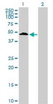 Anti-UIMC1 antibody produced in mouse purified immunoglobulin, buffered aqueous solution