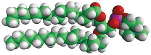 18:0 PC (DSPC) Avanti Research&#8482; - A Croda Brand