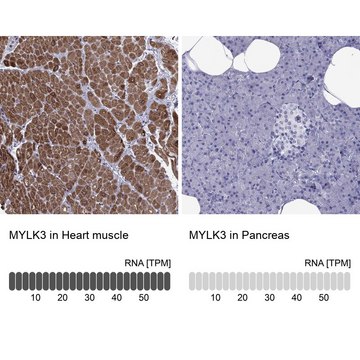 Anti-MYLK3 Prestige Antibodies&#174; Powered by Atlas Antibodies, affinity isolated antibody