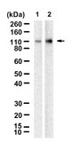 Anti-UBE3A Antibody, clone 1B9 ZooMAb&#174; Rabbit Monoclonal recombinant, expressed in HEK 293 cells