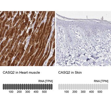 Anti-CASQ2 antibody produced in rabbit Prestige Antibodies&#174; Powered by Atlas Antibodies, affinity isolated antibody, buffered aqueous glycerol solution