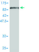 Monoclonal Anti-ZYX antibody produced in mouse clone 2C10-4A7, purified immunoglobulin, buffered aqueous solution