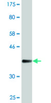 Monoclonal Anti-UMOD antibody produced in mouse clone 3F10, purified immunoglobulin, buffered aqueous solution