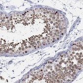 Anti-GCNA antibody produced in rabbit Prestige Antibodies&#174; Powered by Atlas Antibodies, affinity isolated antibody, buffered aqueous glycerol solution