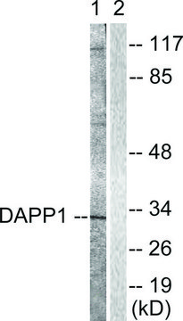 Anti-DAPP1 antibody produced in rabbit affinity isolated antibody