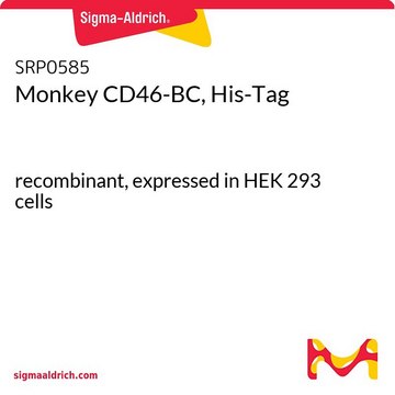 Monkey CD46-BC, His-Tag recombinant, expressed in HEK 293 cells