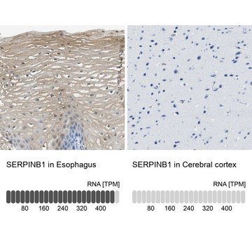 Anti-SERPINB1 antibody produced in rabbit Prestige Antibodies&#174; Powered by Atlas Antibodies, affinity isolated antibody, buffered aqueous glycerol solution