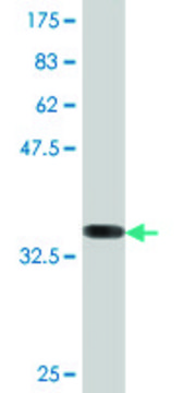 Monoclonal Anti-ATG5, (C-terminal) antibody produced in mouse clone 1C4, purified immunoglobulin, buffered aqueous solution
