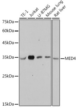 Anti-MED4 Antibody, clone 8T5C9, Rabbit Monoclonal