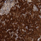 Anti-EIF4EBP1 antibody produced in rabbit Prestige Antibodies&#174; Powered by Atlas Antibodies, affinity isolated antibody, buffered aqueous glycerol solution