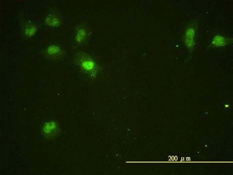 Monoclonal Anti-CDC2L5 antibody produced in mouse clone 1B3-1B11, purified immunoglobulin, buffered aqueous solution