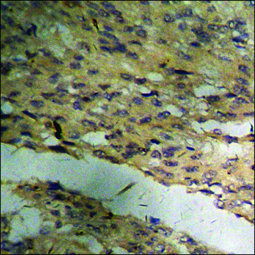 Anti-phospho-MAPKAPK2 (pThr334) antibody produced in rabbit affinity isolated antibody