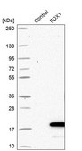 Anti-FDX1 antibody produced in rabbit Prestige Antibodies&#174; Powered by Atlas Antibodies, affinity isolated antibody, buffered aqueous glycerol solution