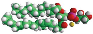 18:0-22:6 PG 1-stearoyl-2-docosahexaenoyl-sn-glycero-3-phospho-(1&#8242;-rac-glycerol) (sodium salt), chloroform