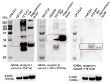 HEK293 GABAA Receptor &#945;1&#946;2&#947;2 (long form) Cell Line