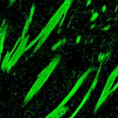 Monoclonal Anti-MOG antibody produced in mouse Prestige Antibodies&#174; Powered by Atlas Antibodies, clone CL2858, purified immunoglobulin, buffered aqueous glycerol solution