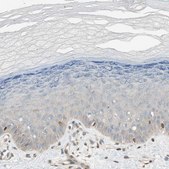 Anti-BIN1 antibody produced in rabbit Ab1, Prestige Antibodies&#174; Powered by Atlas Antibodies, affinity isolated antibody, buffered aqueous glycerol solution