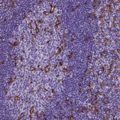 Monoclonal Anti-ITGAX antibody produced in mouse Prestige Antibodies&#174; Powered by Atlas Antibodies, clone CL1831, purified immunoglobulin, buffered aqueous glycerol solution