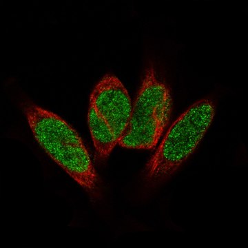 Monoclonal Anti-GLI1 antibody produced in mouse Prestige Antibodies&#174; Powered by Atlas Antibodies, clone CL12191, purified immunoglobulin, buffered aqueous glycerol solution