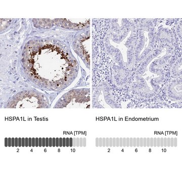 Anti-HSPA1L antibody produced in rabbit Prestige Antibodies&#174; Powered by Atlas Antibodies, affinity isolated antibody, buffered aqueous glycerol solution