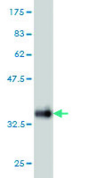 ANTI-SNAPC5 antibody produced in mouse clone 6G10, purified immunoglobulin, buffered aqueous solution