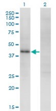 Monoclonal Anti-ZNF435 antibody produced in mouse clone 4A9, purified immunoglobulin, buffered aqueous solution