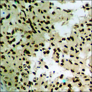 Anti-phospho-NIPA (pSer354) antibody produced in rabbit affinity isolated antibody